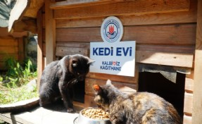 Kağıthane'de patili dostlar unutulmuyor