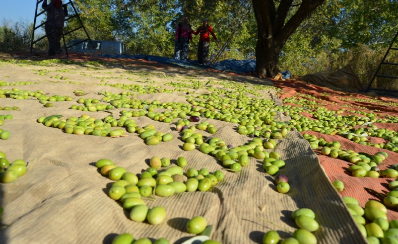 Türkiye sofralık zeytin ihracatında çıtayı yükseltiyor