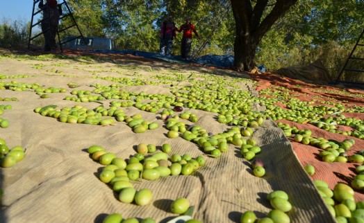 Türkiye sofralık zeytin ihracatında çıtayı yükseltiyor