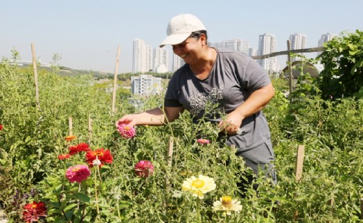 Küçükçekmece Belediyesi Hobi Bahçesi’nde hasat heyecanı